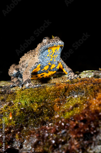 Apennine yellow-bellied toad (Bombina pachypus), liguria, Italy.