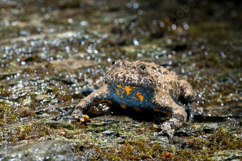 Apennine yellow-bellied toad (Bombina pachypus), liguria, Italy. photo