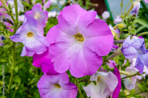 Geranium Grandiflorum, Regal Geranium. Elegance Jeanette. flower.