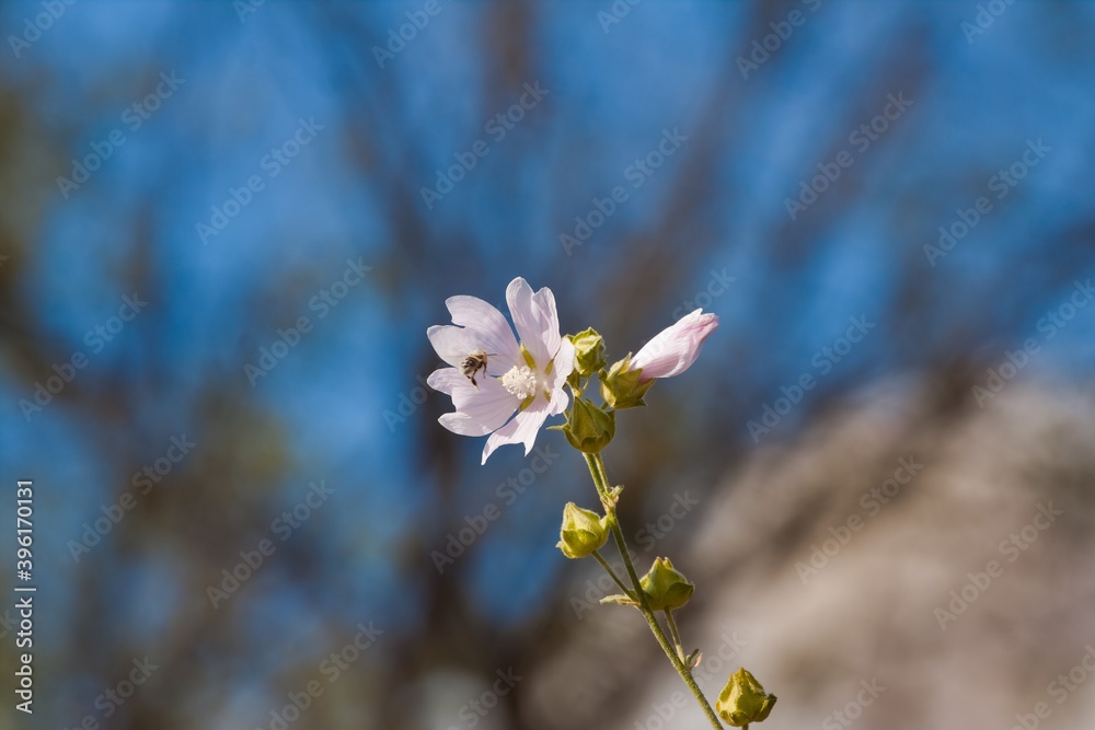 Obraz premium wild flower and fresh buds of musk malva in blurred blue summer sky, tender inflorescence on long stem, warm and cozy direct sunlight, natural floral bokeh background header