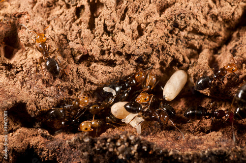 Carpenter ants (Camponotus lateralis), tribe Camponotini. photo