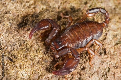 Small wood scorpion (Euscorpius carpathicus), Italy.