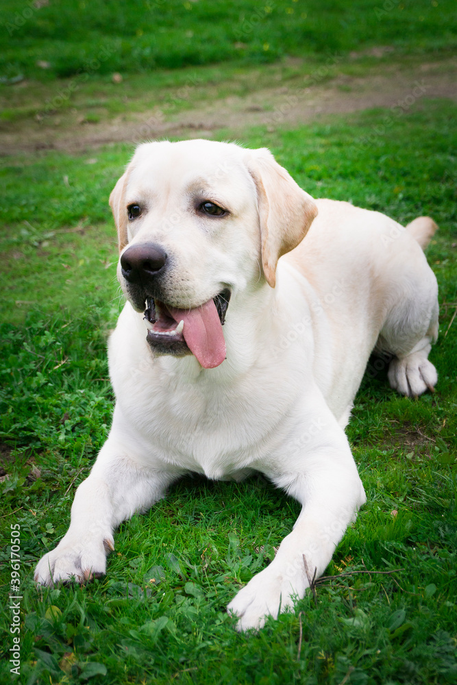 Dog labrador retriever playing outside smile in green park Dog labrador retriever playing outside smile in green park