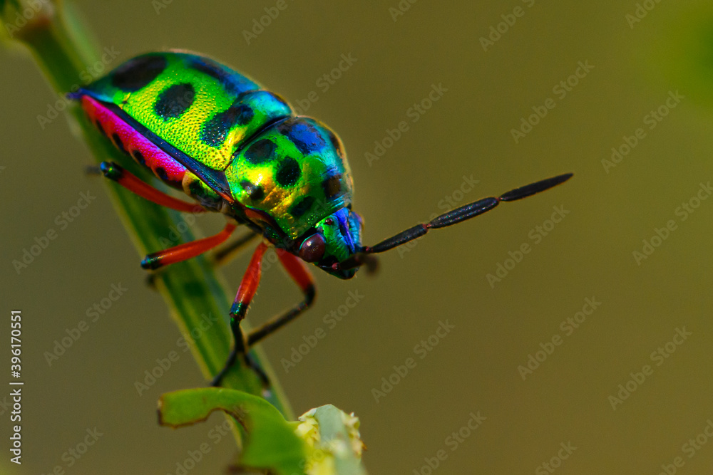 close up beautiful green ladybug on branch tree in nature at Thailand close up beautiful green ladybug on branch tree in nature at Thailand