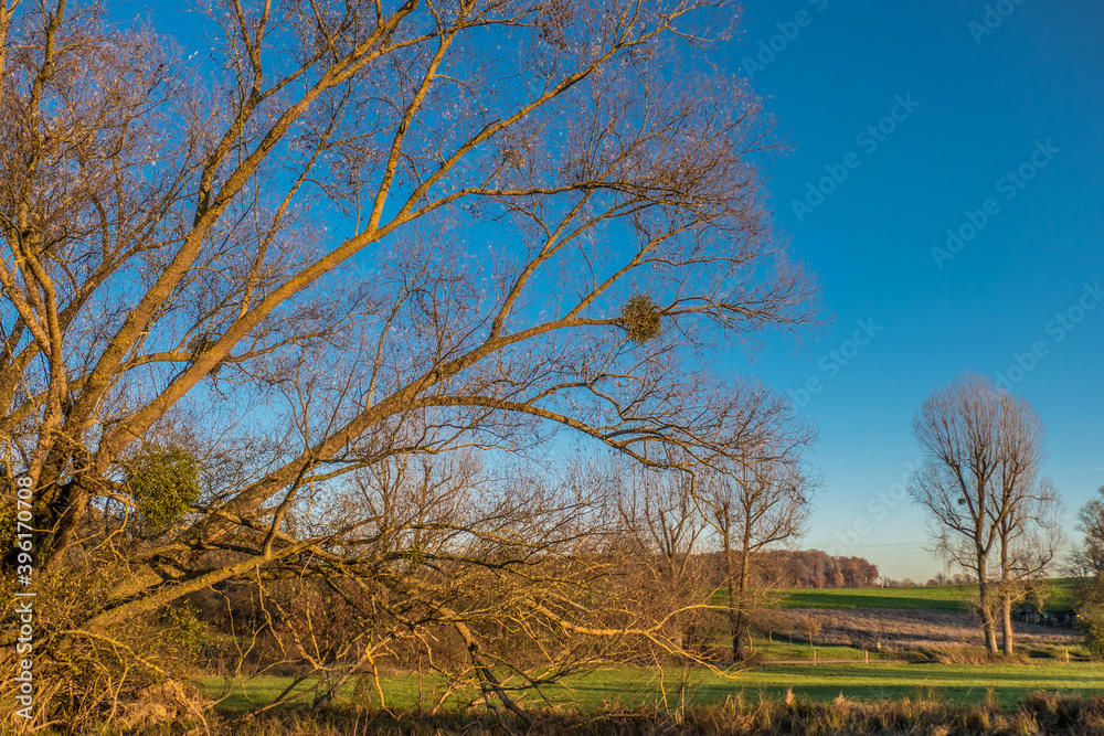 Baum mit Misteln im Spätherbst