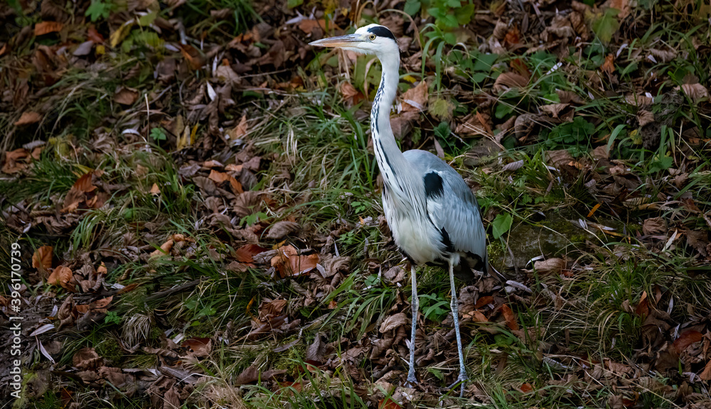 Fototapeta premium bird, reiher, natur, reiher, tier, wild lebende tiere, weiß, wasser, grau,