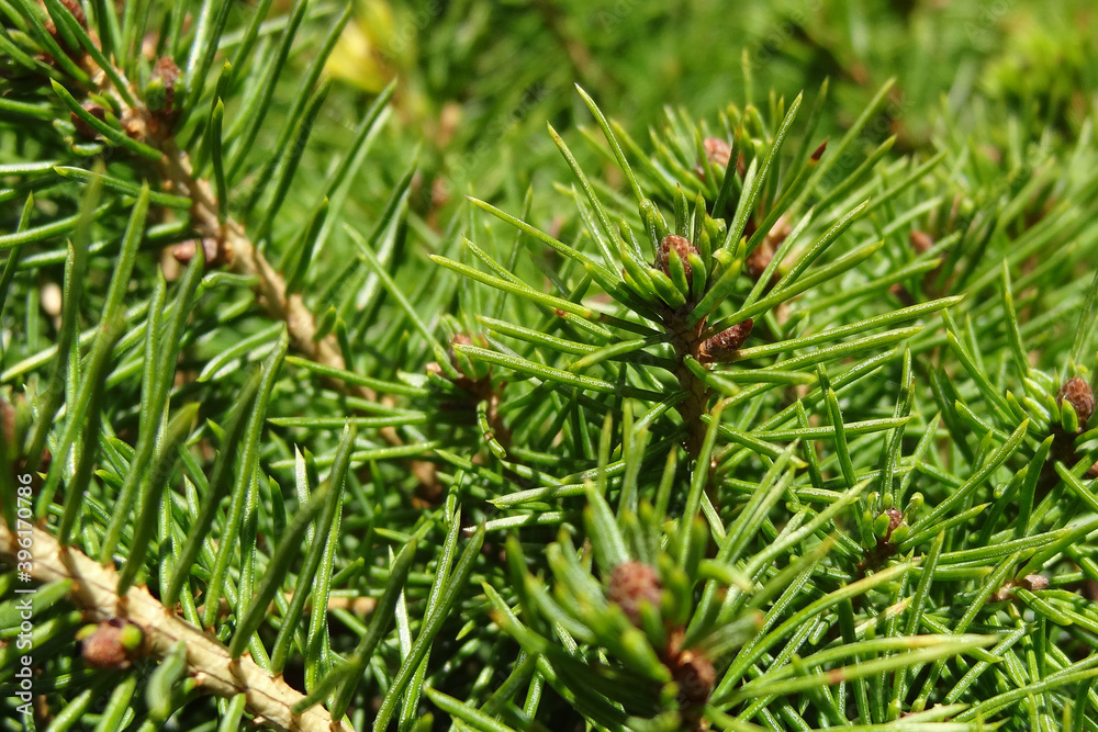 Beautiful green branches of pine or spruce, background. Beautiful green branches of pine or spruce, background.