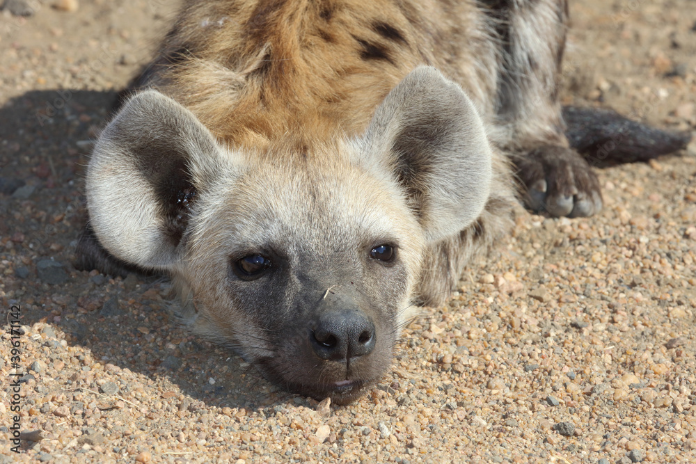 Tüpfelhyäne / Spotted Hyaena / Crocuta crocuta. Tüpfelhyäne / Spotted Hyaena / Crocuta crocuta.