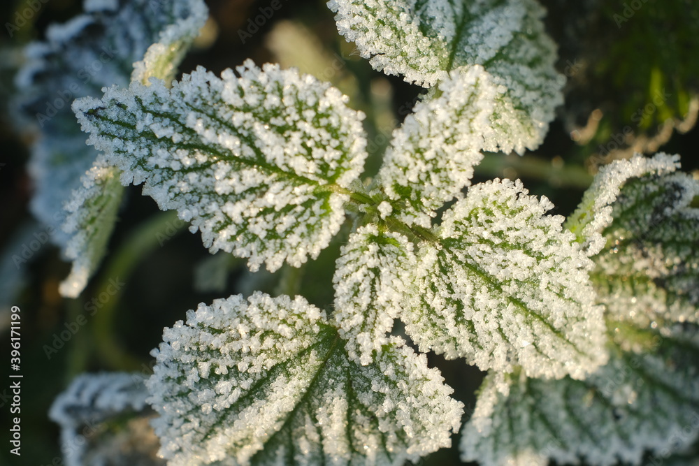 Frosty Mint in Nature Cold Morning. Mint leaves are tipped with frozen dew on a cold winter morning. Frosty Mint in Nature Cold Morning. Mint leaves are tipped with frozen dew on a cold winter morning.