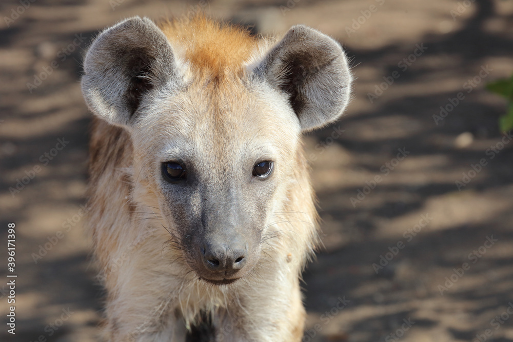 Tüpfelhyäne / Spotted Hyaena / Crocuta crocuta. Tüpfelhyäne / Spotted Hyaena / Crocuta crocuta.