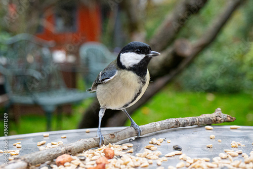 London, UK. Sunday, November 29th, 2020. A great tit feeding in a garden in Ealing, London. Photo: Richard Gray/Adobe