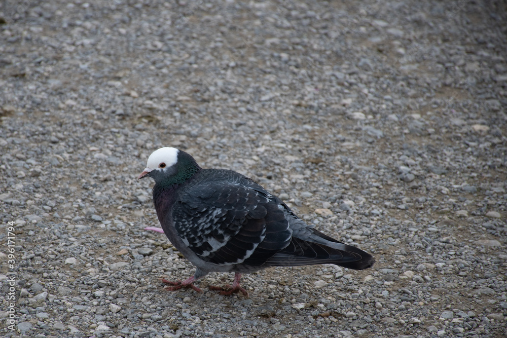 Rock pigeon (Columba livia) with grey, green and purple plumage and a partially white head Rock pigeon (Columba livia) with grey, green and purple plumage and a partially white head