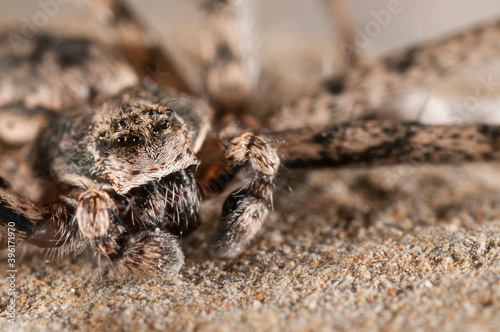 False crab spider (Philodromus margaritatus) , Philodromidae family, Italy.