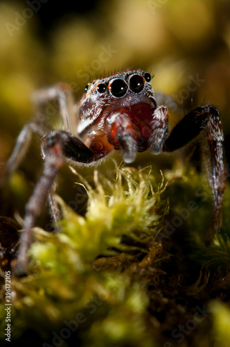 A jumping spider (Icius sp.). © Federico