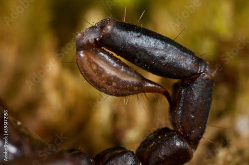 Small wood scoprion (Euscorpius carpathicus), Italy. photo