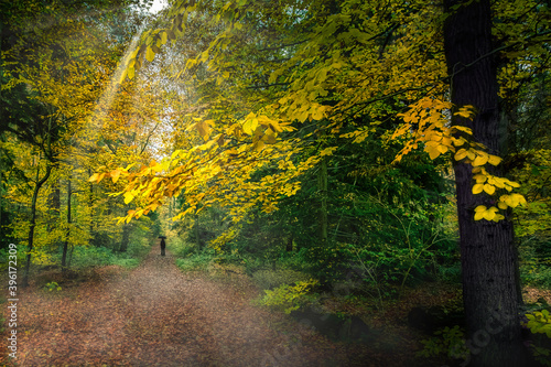 Autumn Forest with Black Umbrella