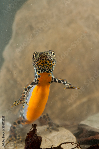 Male Alpine newt (Ichtyosaura alpestris)