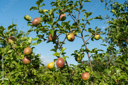 green apples on a tree in the garden, selective focusing, tinted image, growing different varieties of apples in your garden, several apples with a green branch