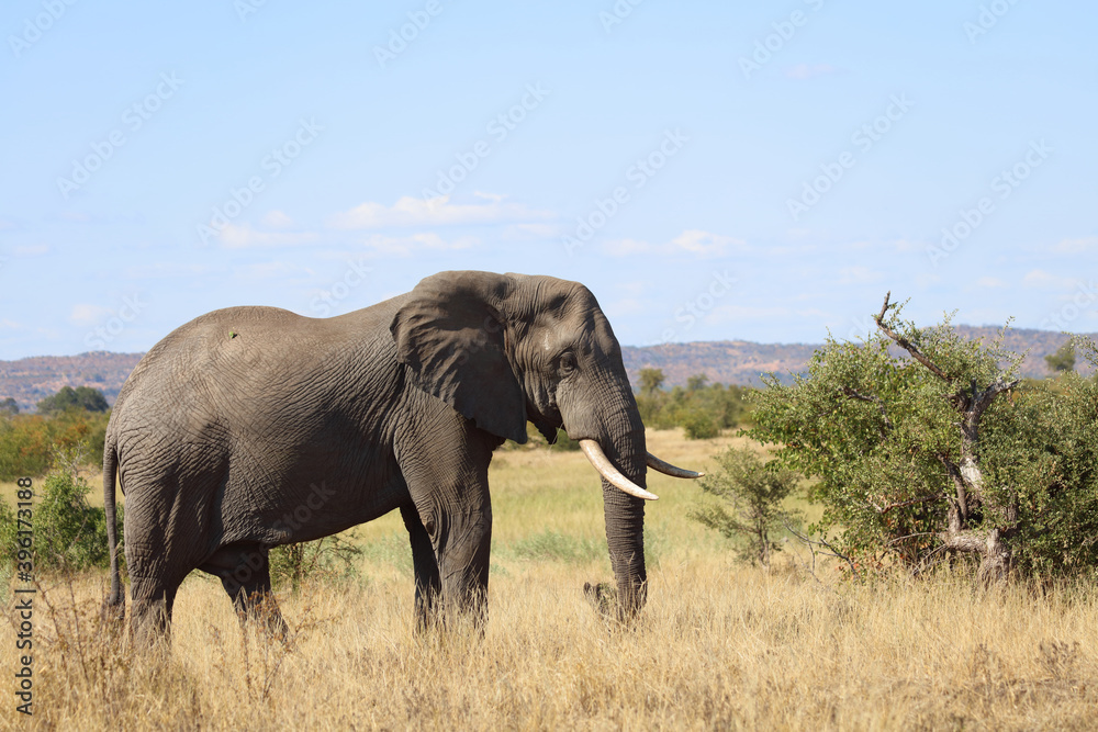 Obraz premium Afrikanischer Elefant / African elephant / Loxodonta africana