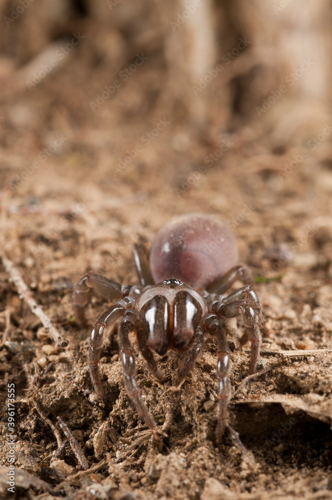 Purse web spider (Atypus affinis) female, Liguria, Italy.