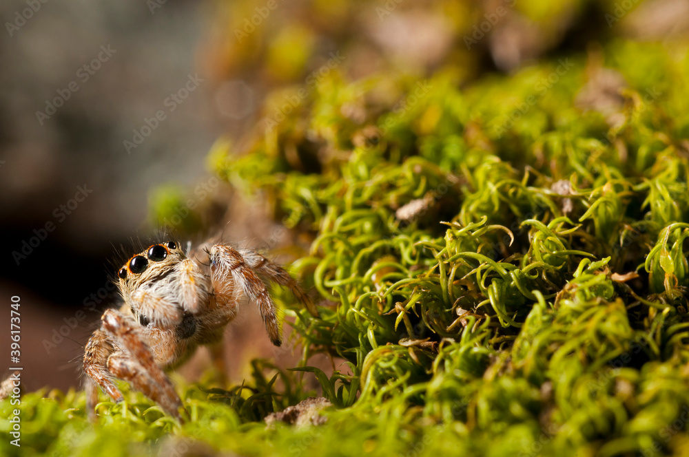 Obraz premium Jumping spider (Carrhotus xanthogramma).