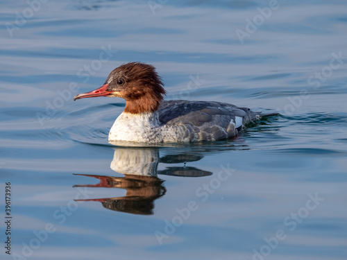 A female common merganser or goosander (Eurasian) (Mergus merganser) on the shores of the upper Zurich Lake (Obersee), Switzerland photo