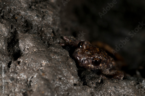 North-West italian cave salamander (Hydromantes strinatii) in a cave, Liguria, Italy. photo