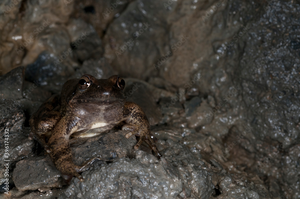 Italian stream frog (Rana italica) in a cave, Liguria, Italy.