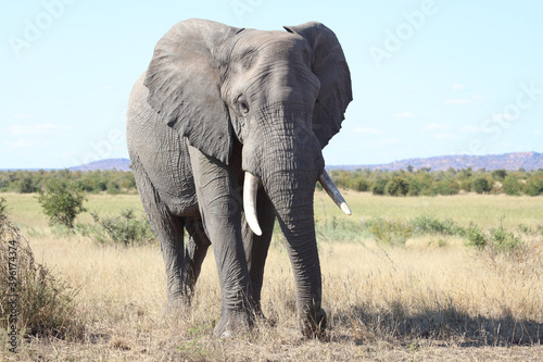 Afrikanischer Elefant / African elephant / Loxodonta africana