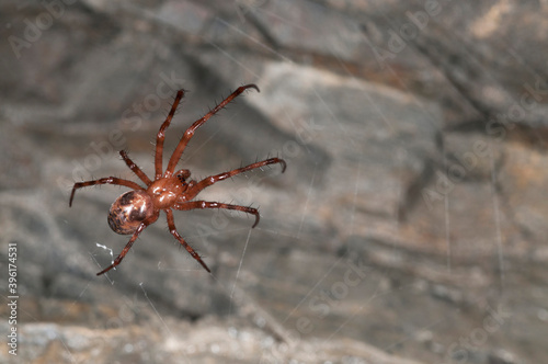 European cave spider (Meta menardi) inside an italian cave, Italy.