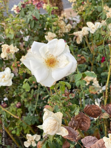 white rose bush