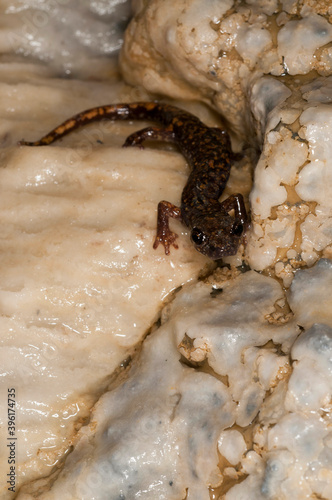 North-west Italian cave salamander (Hydromantes strinatii) in a cave in the Ligurian Appennines, Italy. photo