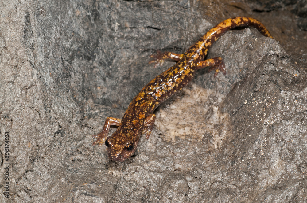 North-west italian cave salamander (Hydromantes strinatii) North-west italian cave salamander (Hydromantes strinatii)