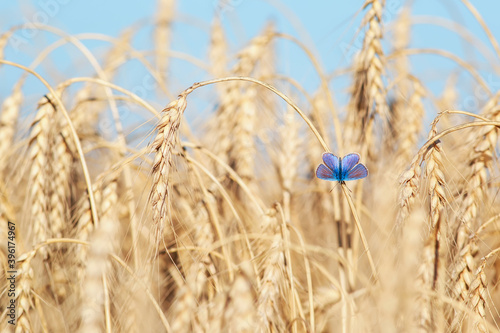 field of wheat