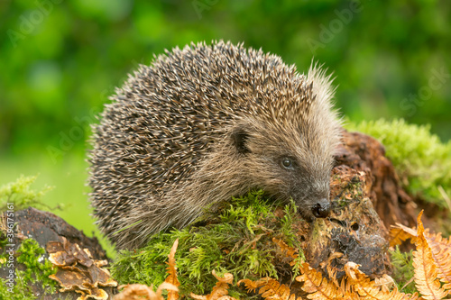 Hedgehog (Scientific name: Erinaceus Europaeus) Wild, native, European hedgehog in Autumn foraging on a fallen log. Facing right. Close up. Horizontal. Space for copy.