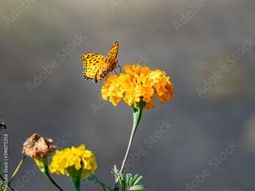 Tropical fritillary butterfly on golden cosmos 7 photo