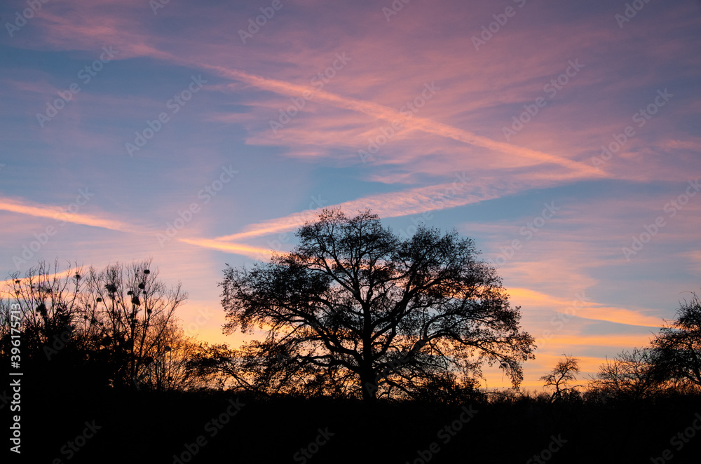 Tree silhouettes with sunset and airplane with contrails. High quality photo