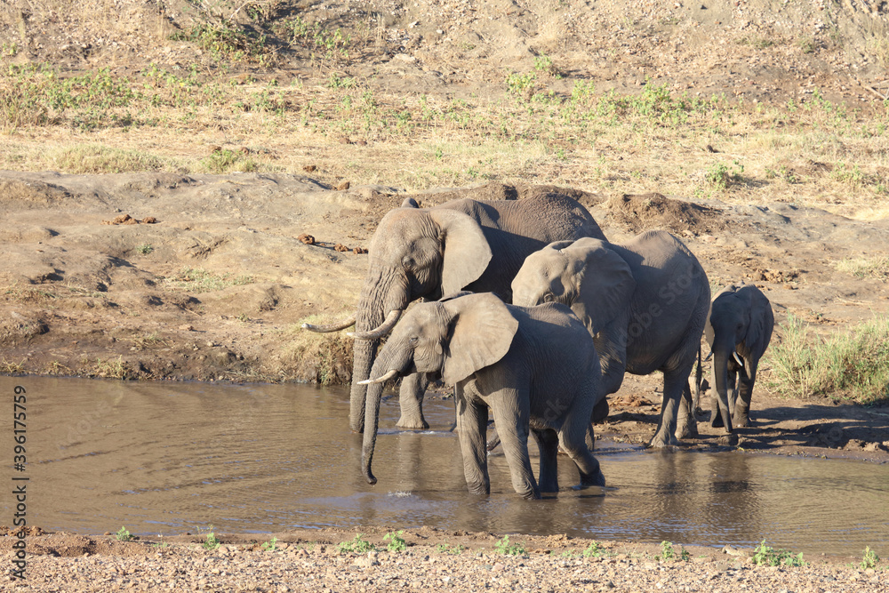 Obraz premium Afrikanischer Elefant im Mphongolo River/ African elephant in Mphongolo River / Loxodonta africana.