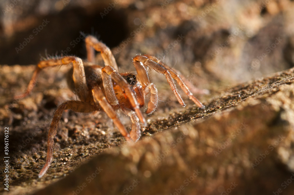 Wolf spider (Trochosa sp.) portrait, Italy. Wolf spider (Trochosa sp.) portrait, Italy.
