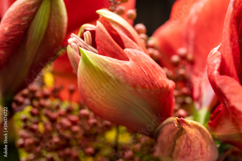 Red amaryllis winter flowers close up