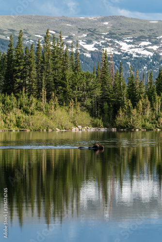 Bull Moose Swimming in Colorado photo