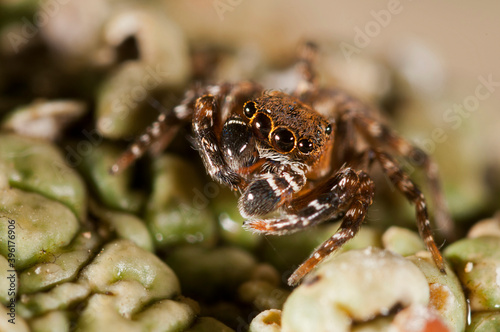 A jumping spider  Cyrba algerina  male  Italy.