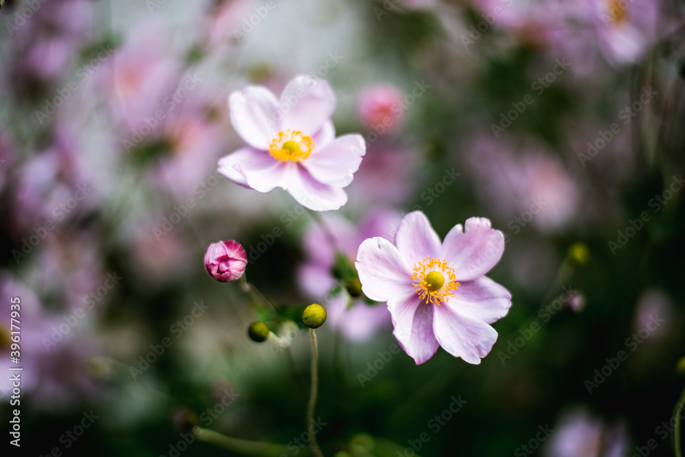 pink and white flowers