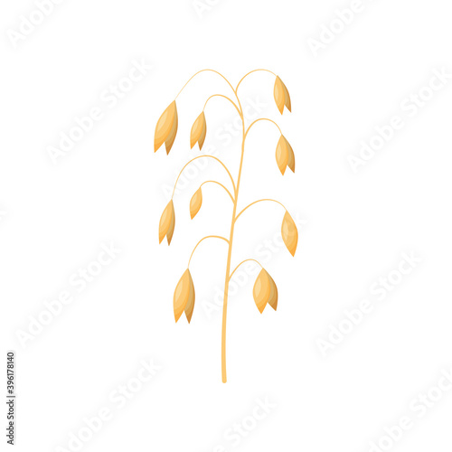 Vector wheat ears spikelets with grains. oat bunch, yellow sereals for backery, flour production design. Whole stalks, organic vegetarian food packaging element. Isolated illustration photo