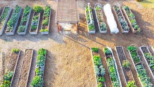 Top view community garden with pergola and row of raised planting beds in Dallas, Texas, USA