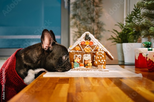 French bulldog looking at gingerbread house in kitchen at home