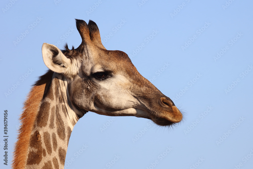 Obraz premium Giraffe / Giraffe / Giraffa Camelopardalis