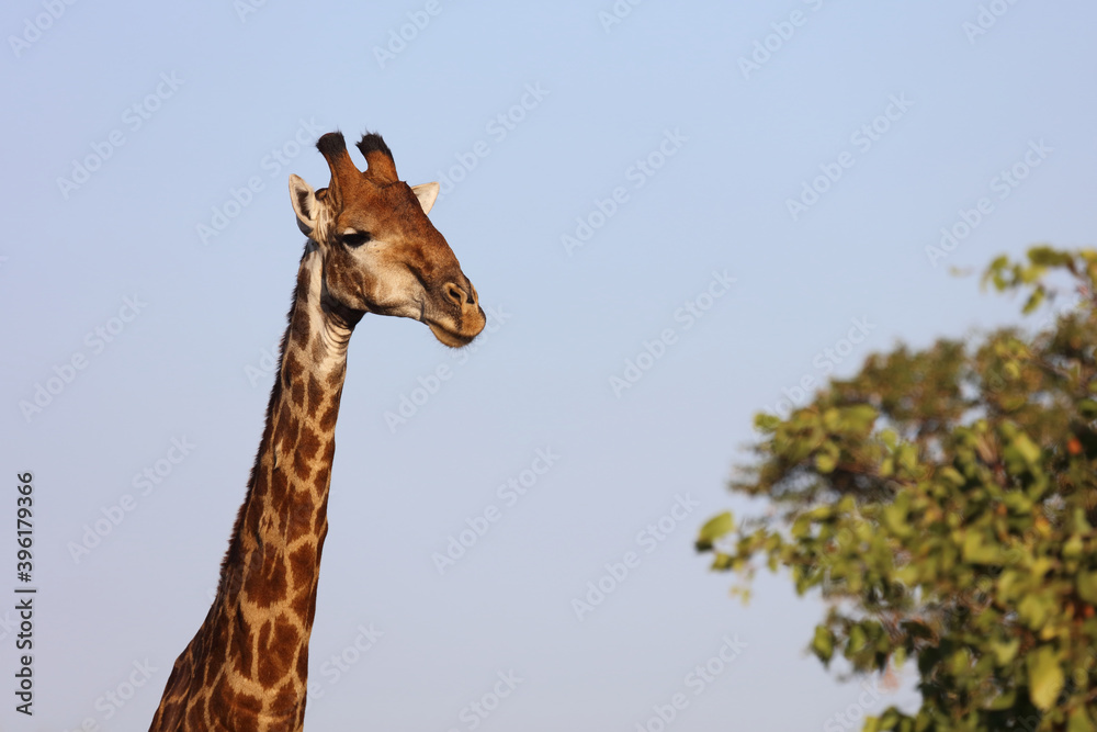 Obraz premium Giraffe / Giraffe / Giraffa Camelopardalis