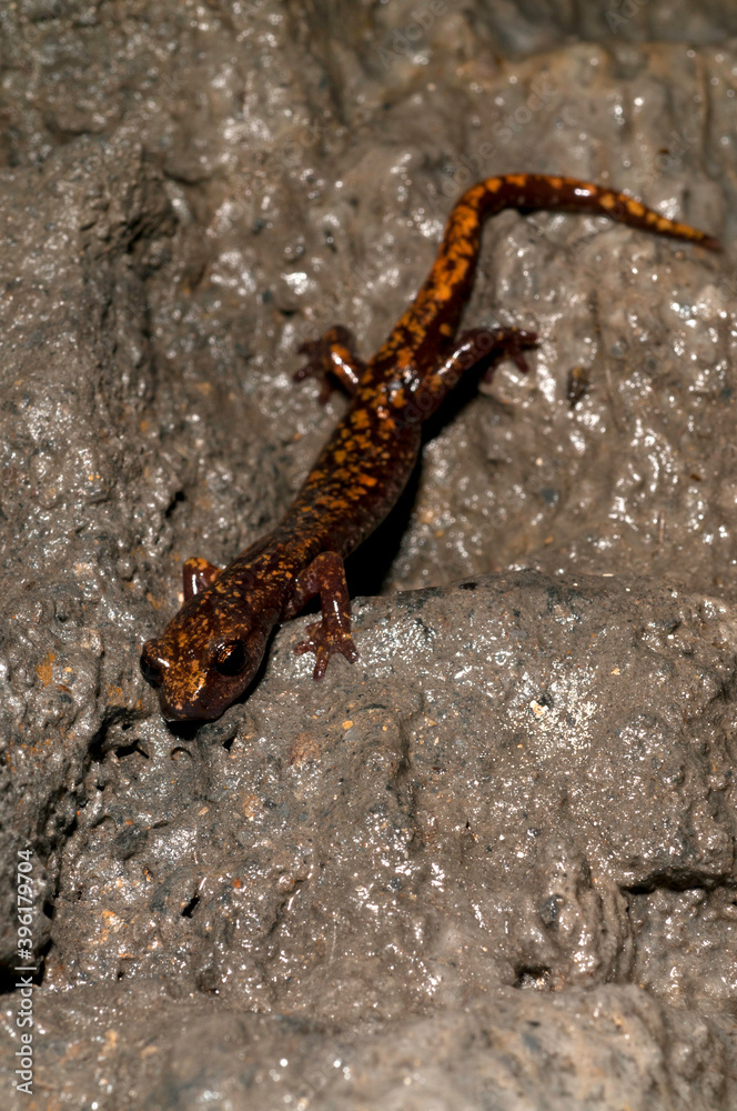 North-west Italian cave salamander (Hydromantes strinatii) in a cave in the Ligurian Appennines, Italy. North-west Italian cave salamander (Hydromantes strinatii) in a cave in the Ligurian Appennines, Italy.