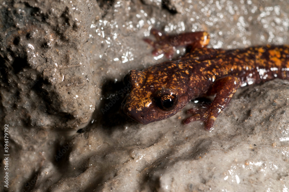 North-west Italian cave salamander (Hydromantes strinatii) in a cave in the Ligurian Appennines, Italy.